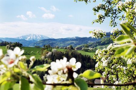 Den Stand der Birnbaumbluete im niederoesterreichischen Mostviertel koennen Urlauber per Webcam verfolgen