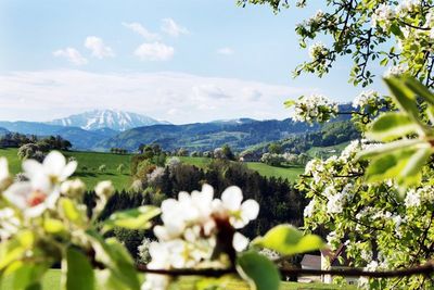 Den Stand der Birnbaumbluete im niederoesterreichischen Mostviertel koennen Urlauber per Webcam verfolgen