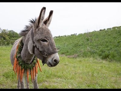 Eine große Liebeserklärung an den Esel im Kino