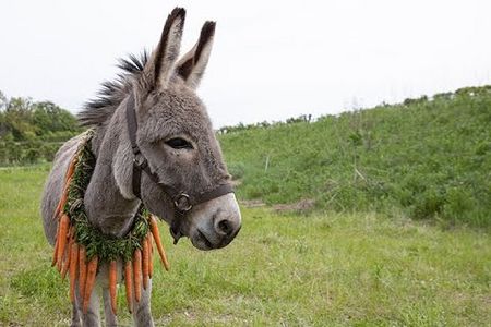 Eine große Liebeserklärung an den Esel im Kino
