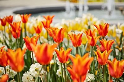Reisen Tulpenfest Bad Woerishofen Tulpenfeld Reisen Tulpenfest Bad Woerishofen Tulpenfeld