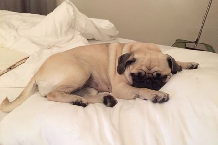 Reise Mops Adele reist gerne nach Wien