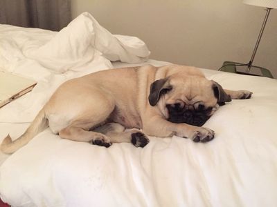 Reise Mops Adele reist gerne nach Wien