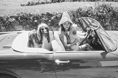 Celebrity Pets - Ein Mini-Pudel und ein Afghane im Alfa Romeo von David Niven