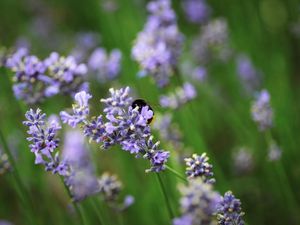 VIER PFOTEN gibt Tipps, wie Sie Terrasse, Garten und Balkon tierfreundlich gestalten VIER PFOTEN gibt Tipps, wie Sie Terrasse, Garten und Balkon tierfreundlich gestalten