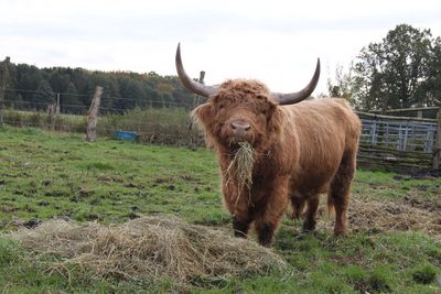 Der Highland Bulle Schmusi von Guenter Gaberts