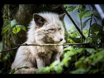 VIER PFOTEN begruesst Adidas als Mitglied im Fur Free Retailer Programm