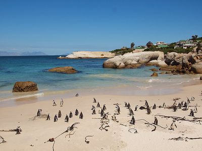 Boulder's Beach in Simon's Town