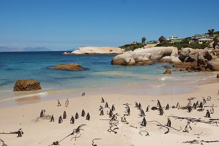 Boulder's Beach in Simon's Town