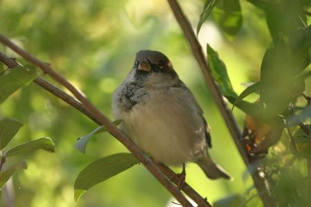 Wildvoegel brauchen bei der Sommerhitze dringend Wasser