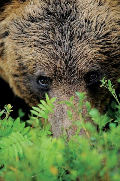 Bär Closeup Nah