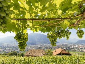 Zwischen grünen Rebstöcken und Südtiroler Bergpanorama können „Roter Hahn“-Urlauber am Kristplonerhof in Bozen so richtig abschalten Zwischen grünen Rebstöcken und Südtiroler Bergpanorama können „Roter Hahn“-Urlauber am Kristplonerhof in Bozen so richtig abschalten