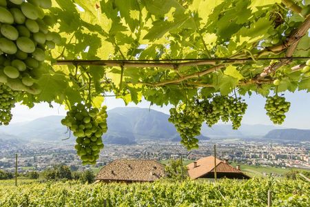 Zwischen grünen Rebstöcken und Südtiroler Bergpanorama können „Roter Hahn“-Urlauber am Kristplonerhof in Bozen so richtig abschalten
