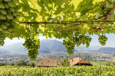 Zwischen grünen Rebstöcken und Südtiroler Bergpanorama können „Roter Hahn“-Urlauber am Kristplonerhof in Bozen so richtig abschalten