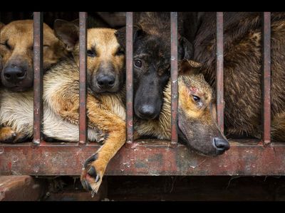 China hat nach dem Ausbruch von COVID-19 seine Konsequenzen gezogen, Shenzhen hat den Verzehr von Hunde- und Katzenfleisch gesetzlich verboten