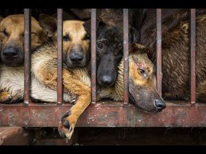 China hat nach dem Ausbruch von COVID-19 seine Konsequenzen gezogen, Shenzhen hat den Verzehr von Hunde- und Katzenfleisch gesetzlich verboten China hat nach dem Ausbruch von COVID-19 seine Konsequenzen gezogen, Shenzhen hat den Verzehr von Hunde- und Katzenfleisch gesetzlich verboten