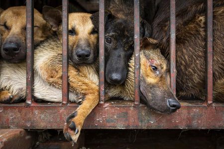 China hat nach dem Ausbruch von COVID-19 seine Konsequenzen gezogen, Shenzhen hat den Verzehr von Hunde- und Katzenfleisch gesetzlich verboten