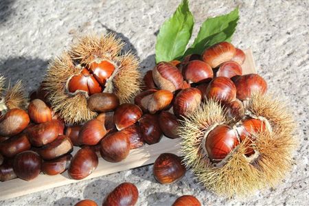 Früher Armeleuteessen, heute aus der kulinarischen Tessiner Herbstvielfalt nicht mehr wegzudenken – die Schweizer Edelkastanie