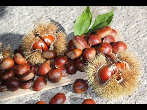 Früher Armeleuteessen, heute aus der kulinarischen Tessiner Herbstvielfalt nicht mehr wegzudenken – die Schweizer Edelkastanie Früher Armeleuteessen, heute aus der kulinarischen Tessiner Herbstvielfalt nicht mehr wegzudenken – die Schweizer Edelkastanie