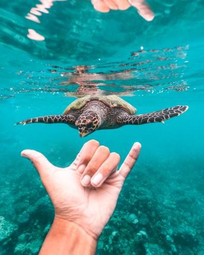Begegnungen wie die mit einer Schildkroete erleben Urlauber rund und ums Waldorf Astoria Maldives Ithaafushi