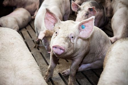Hitzewelle in Deutschland VIER PFOTEN fordert konsequente Durchsetzung von Tiertransportverboten