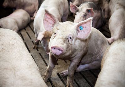 Hitzewelle in Deutschland VIER PFOTEN fordert konsequente Durchsetzung von Tiertransportverboten