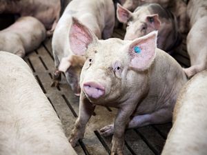 Hitzewelle in Deutschland VIER PFOTEN fordert konsequente Durchsetzung von Tiertransportverboten Hitzewelle in Deutschland VIER PFOTEN fordert konsequente Durchsetzung von Tiertransportverboten