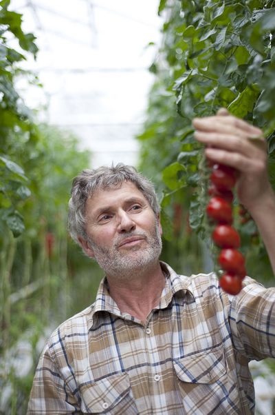 SanLucar Tomaten aus Deutschland