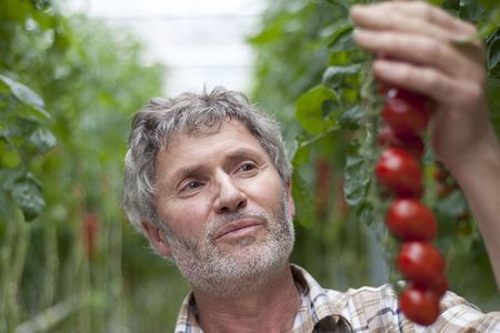 SanLucar Tomaten aus Deutschland