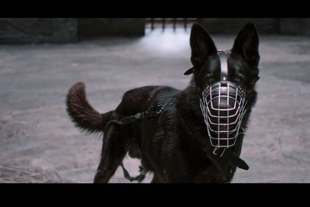 Vier junge Gewaltstraftaeter treffen auf drei kampflustige Hunde