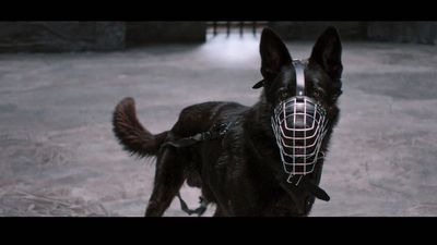 Vier junge Gewaltstraftaeter treffen auf drei kampflustige Hunde