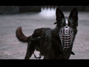 Vier junge Gewaltstraftaeter treffen auf drei kampflustige Hunde