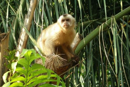 Brasilien Affe im Dschungel
