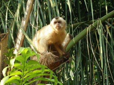 Brasilien Affe im Dschungel