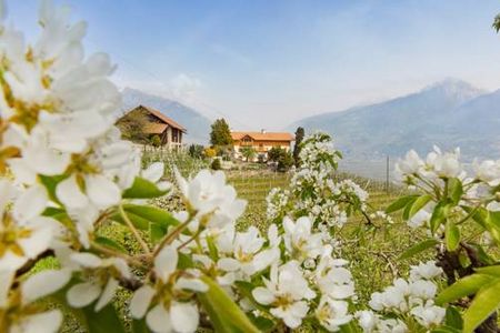 Ein Meer aus weißen Apfelblüten läutet auf den Südtiroler Obstbauernhöfen des Qualitätssigels „Roter Hahn“ den Frühling ein