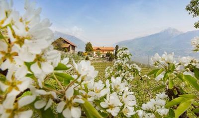 Ein Meer aus weißen Apfelblüten läutet auf den Südtiroler Obstbauernhöfen des Qualitätssigels „Roter Hahn“ den Frühling ein