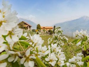 Ein Meer aus weißen Apfelblüten läutet auf den Südtiroler Obstbauernhöfen des Qualitätssigels „Roter Hahn“ den Frühling ein Ein Meer aus weißen Apfelblüten läutet auf den Südtiroler Obstbauernhöfen des Qualitätssigels „Roter Hahn“ den Frühling ein