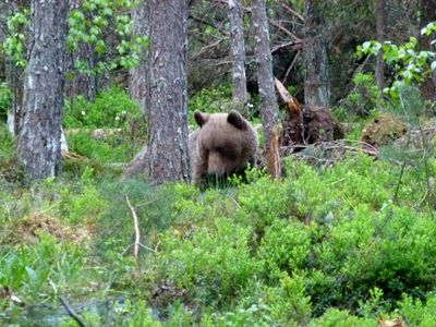 Baer im estnischen Wald Baer im estnischen Wald