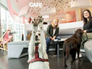 Finn und Stella gehören zu den Pionieren der Funky Dogs Finn und Stella gehören zu den Pionieren der Funky Dogs