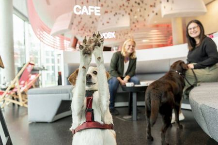 Finn und Stella gehören zu den Pionieren der Funky Dogs