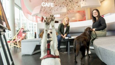 Finn und Stella gehören zu den Pionieren der Funky Dogs