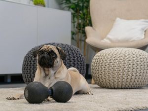 Der Redaktions-Mops der GFDK Adele bekommt immer das beste Tierfutter,  und wenn es zu viel ist, macht sie ein wenig Sport Foto GFDK