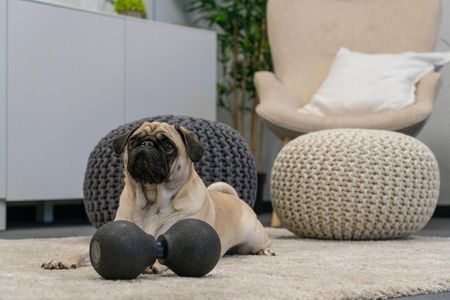 Der Redaktions-Mops der GFDK Adele bekommt immer das beste Tierfutter,  und wenn es zu viel ist, macht sie ein wenig Sport Foto GFDK