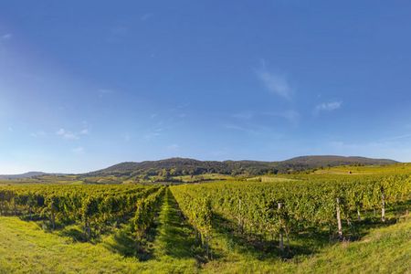 Der Rotgipfler ist eine Kreuzung aus Traminer und Rotem Veltliner und mit dem Gruenen Veltliner verwandt