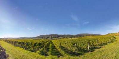Der Rotgipfler ist eine Kreuzung aus Traminer und Rotem Veltliner und mit dem Gruenen Veltliner verwandt