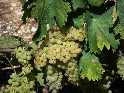 Weinreben