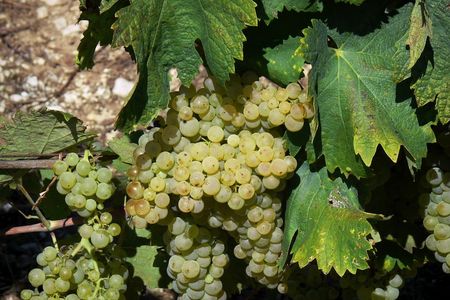 Weinreben
