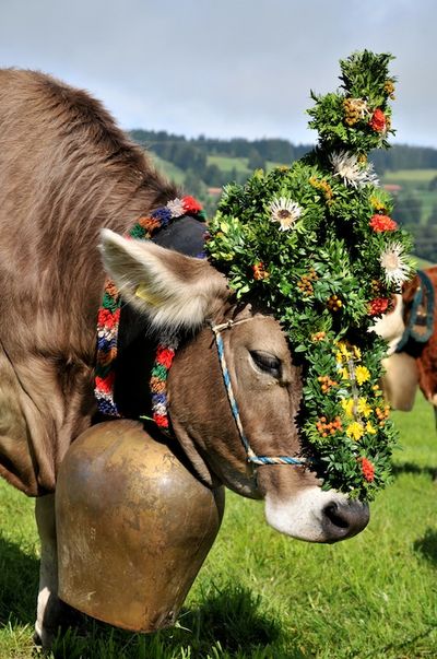Almabtrieb Kuh mit Kopfschmuck