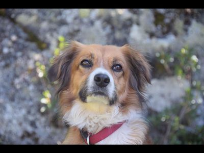 In Schenna Suedtirol reicht die Auswahl an hundefreundlichen Unterkuenften von der gemuetlichen Pension bis zum schicken Vier-Sterne-Superior-Hotel