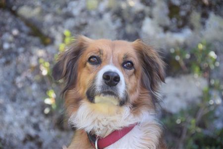 In Schenna Suedtirol reicht die Auswahl an hundefreundlichen Unterkuenften von der gemuetlichen Pension bis zum schicken Vier-Sterne-Superior-Hotel